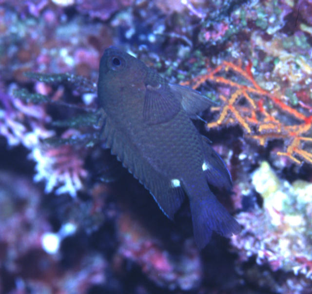 Chromis elerae